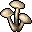 White Mushroom